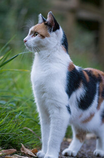 三色猫于草地间专注眺望
