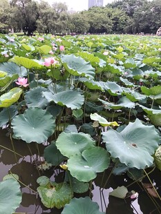 夏日荷塘