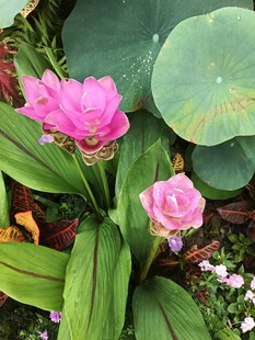 娇艳粉色荷花与绿叶