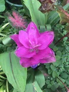 娇艳粉色花卉