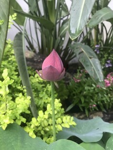 粉色荷花绽放于绿植间