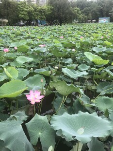 夏日荷塘荷花绽放美景