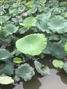 荷塘中的翠绿荷叶
