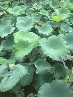 夏日荷塘中的翠绿荷叶