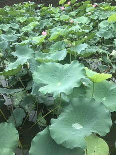 荷塘绿叶生机盎然
