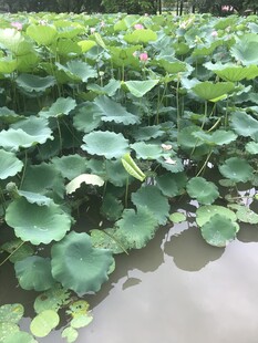 荷塘绿意