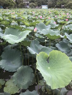 夏日荷塘荷叶茂盛景象