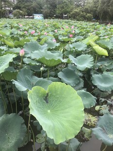 夏日荷塘荷叶茂盛景象