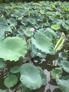 荷塘绿意 荷花荷叶相映趣