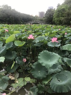 夏日荷塘荷花绽放美景