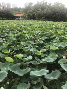 夏日荷塘 绿意盎然的荷叶