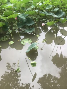 荷塘倒影