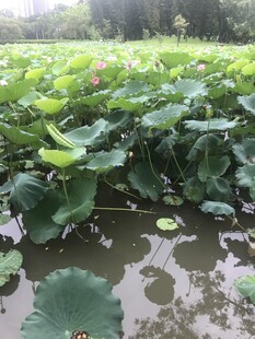 夏日荷塘绿意盎然