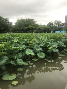荷塘绿意浓