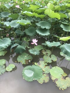 荷塘中的荷花与荷叶