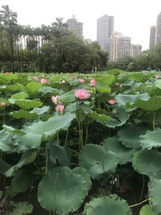 城市中盛开的美丽荷花池