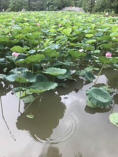 荷塘美景