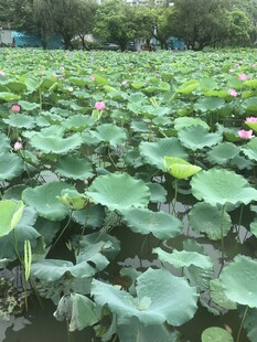 夏日荷塘 满池翠绿荷花