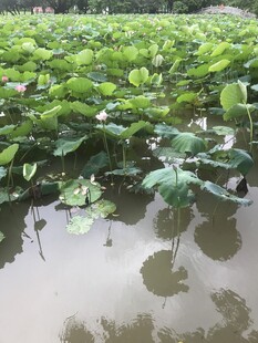 荷塘绿意浓