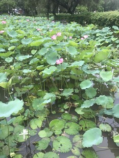 夏日荷塘荷花荷叶美景