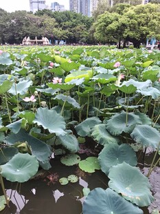 夏日荷塘 莲叶田田