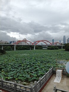 城市中的绿色荷塘景观
