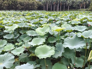 夏日荷塘荷叶茂盛景象