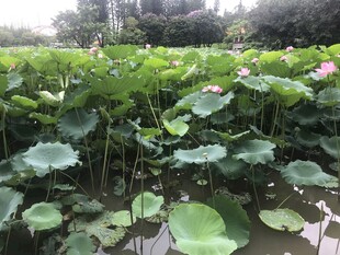 夏日荷塘荷花荷叶美景