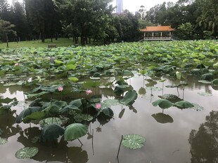 荷塘美景