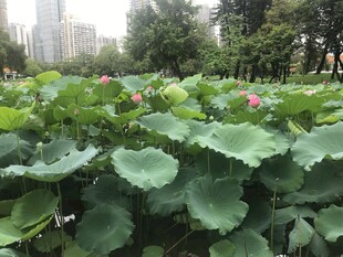 夏日荷塘绿意盎然