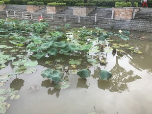 池塘中的繁茂荷叶景观