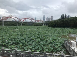 城市边的荷塘景观