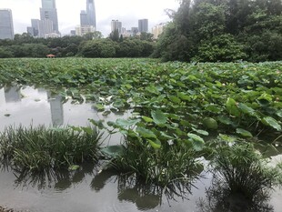 城市边的荷塘绿意盎然