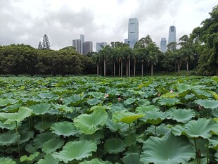 城市荷塘美景