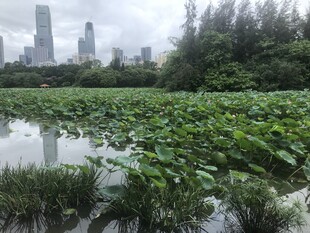 城市湖畔的繁茂荷叶景观