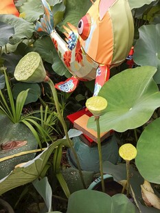 荷叶