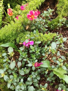 多彩花卉与绿植景观