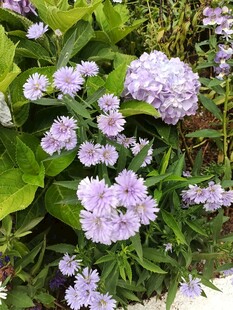 淡紫色小花绽放绿叶间