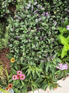 多彩花卉绿植景观