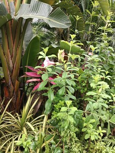 多样绿植营造自然景致