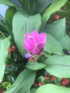 娇艳紫花绽放绿叶间