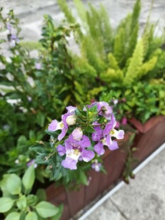 紫色小花绽放于绿植间