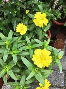 盆栽黄花开满绿叶间