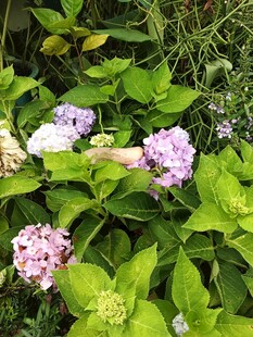 绣球花绽放于绿叶间