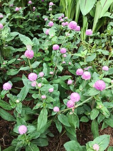 粉色花朵绿植景观