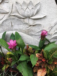 石上绽放的娇艳紫花