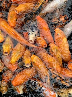 鲤鱼