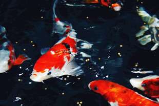 水中锦鲤嬉戏图