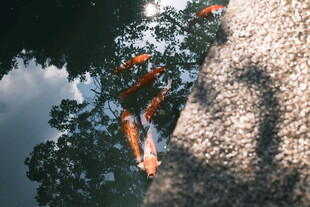 水中鲤鱼