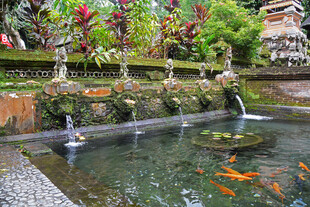 庭院锦鲤池绿植环绕景